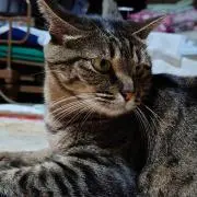 みかんの画像