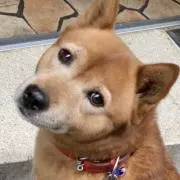 ぽん子の画像