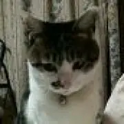 Ciaoの画像
