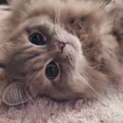 killer