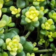 タニク❣️プロフ必読の画像