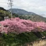 アヤママ