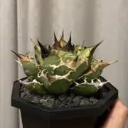 よよよ