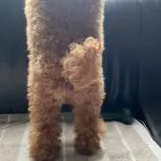 ALUの画像