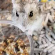 はなまるの画像