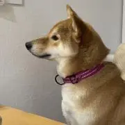 よっしー♪まずプロフ必読お願いします。の画像