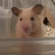 ととろの画像