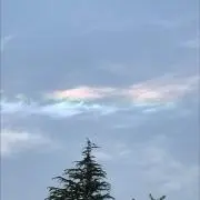 たまの画像
