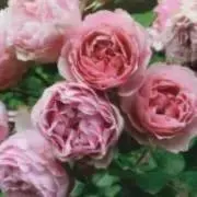 パーマンの画像