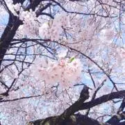 さくらの画像