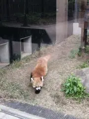 マーシュの画像