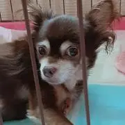 ミカの画像