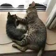 ミーコ&すず