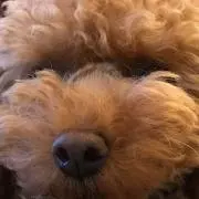 ララとココの画像