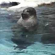 きよきよ