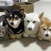 葉※プロフ確認必須の画像