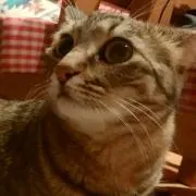 アフロ猫❤