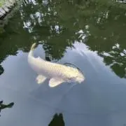 パピコの画像