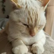 HFの画像