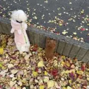 ちょここの画像