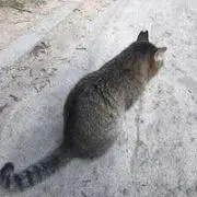 Yaksaの画像