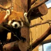 m子【即購入可】の画像