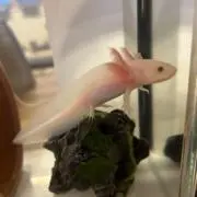 キュンの画像