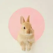 香の画像