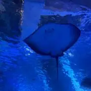 ミントの画像