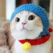 ねこまるの画像