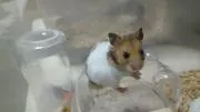 マサヨの画像