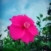イリスの画像