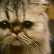 ニヤ
