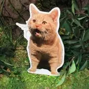 にゃん太郎ฅ•ω•ฅプロフ読んでねの画像