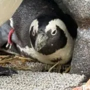 Aの画像