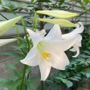 lily*-whiteの画像