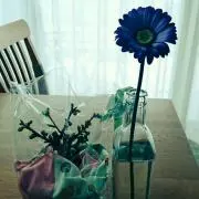 のえ〜るの画像