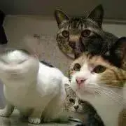 Bon【即購入の方優先&猫います】