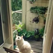 いぬねこさんの画像