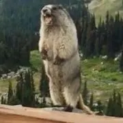 はらちゃんの画像