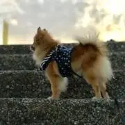 TAMA