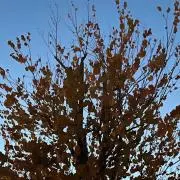 kiの画像