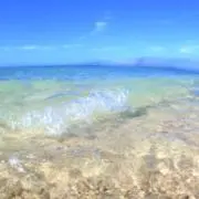 ゆの画像