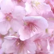 サオ※即購入OK‼︎の画像