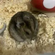 ポム