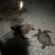 むっく