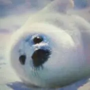るぅの画像