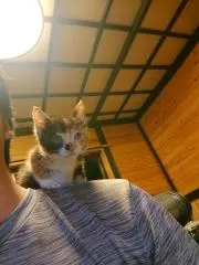 おぎのの画像