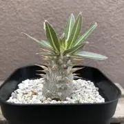 シゲッツの画像