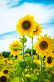 Sunny＊の画像